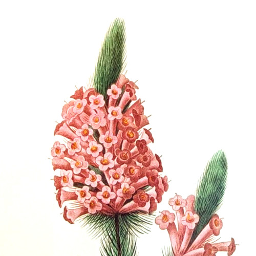 Redoute flowers bruyere - j.,
