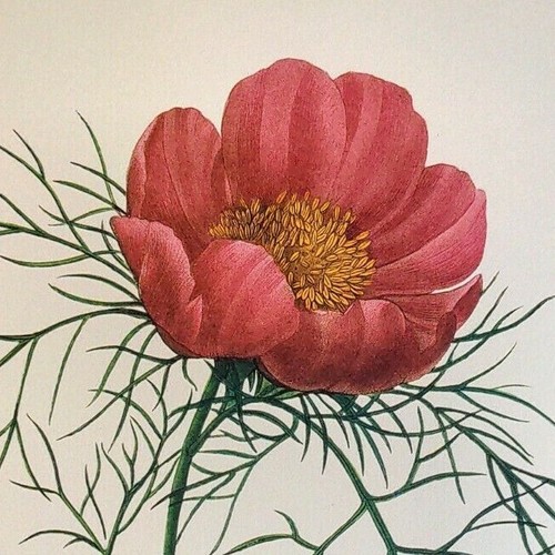 Redoute flowers paeonia - p.,