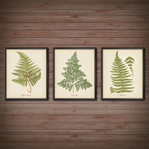 Botanical ferns set print - of, 3
