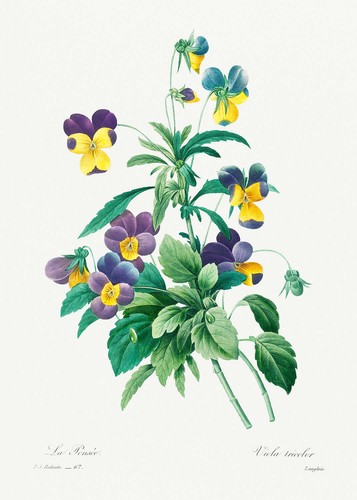 Botanical plant print wild - plant,