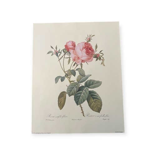 Rose vintage botanical - botanical, print