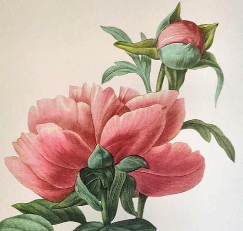 Redoute beautiful - p.,