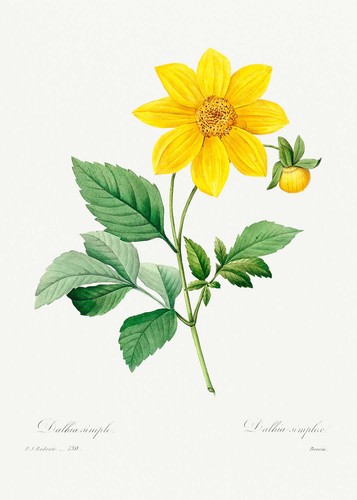 Botanical plant print dahlia - plant,