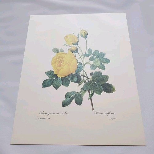 Pierre joseph redoute print - redoute, pj